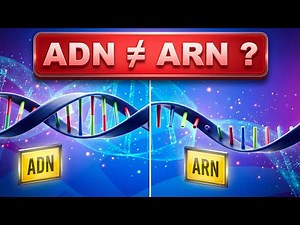 Différences ADN et ARN expliquées simplement ! Animation 3D