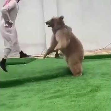 Arab man play with the bear! 😳