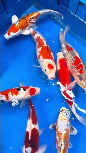 🎥✨ MARUTEN : UN TRÉSOR DU MONDE DES KOÏ ! 🐟🔴 Romain nous dévoile aujourd’hui un type de carpe koï