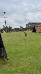 1.5K views · 9.2K reactions | Protection dog on training #dogtraining #k9 #personalprotectiondog | Baxton DOG Training Academy | Facebook