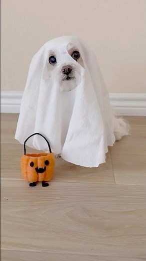 DIY Dog Ghost Costume: Too Cute to Spook! 👻 #maltese #maltesedog #dog #dogcostume #halloweencostume