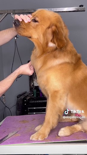 throwback to this hilarious golden #goldenretriever #dogsbylogan #doggrooming #dogs