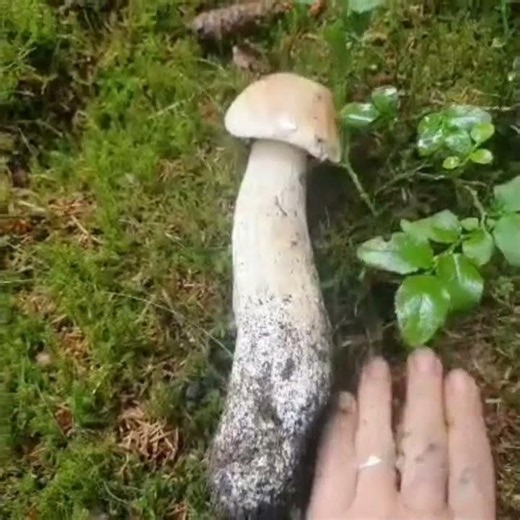 Pilze abschneiden oder rausdrehen? ganz einfach dem Pilz ist es egal wer aber abschneidet verliert😅