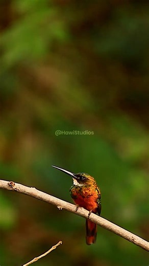 3.5K views · 84 reactions | Red Green Hummingbird in forest #red #green #hummingbird #bird #wildlife #nature #forest HA24631 | HAWI Studios | Facebook