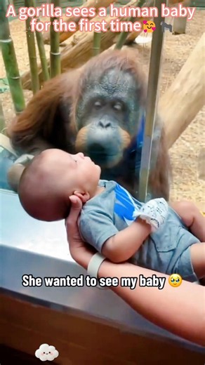 A gorilla sees a human baby for the first time🥰🦍#foryou #love #gorila