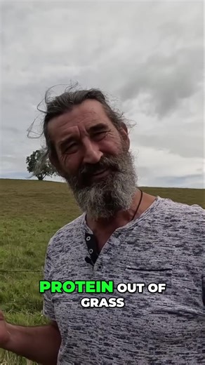 Permaculture Photography (@the_weedy_garden) - Cows can extract protein from grass thanks to their unique digestive system, which relies on a symbiotic relationship with microorganisms. Here’s how it works: 1. Ruminant Digestion Cows are ruminants, meaning they have a four-chambered stomach designed for digesting fibrous plant material like grass. The chambers are: Rumen: The largest chamber, housing billions of microorganisms (bacteria, protozoa, and fungi) that break down cellulose in grass th