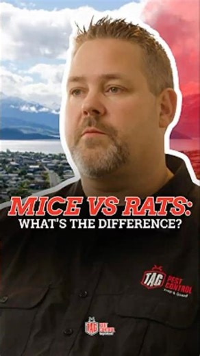 Hire Local Pest Control. Here’s why