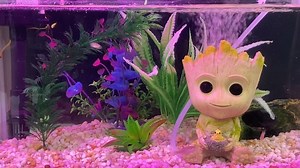 Watch groot 1 video on Amazon Live