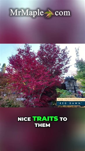 Acer shirasawanum x palmatum 'Red Dawn' Japanese Maple