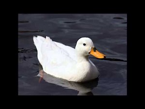 duck quacking sound effect