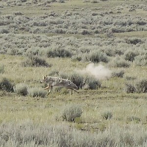 1.3K views · 2.6K reactions | Can A Coyote Outrun A Bullet?! ICOtec Outlaw Predator Call, Lehigh Defense, LLC 6mm 85 Grain Controlled Chaos Bullet, 6MM Creedmoor, #TTSignatureSounds! #coyotehunting #coyote #predator #predatorhunting #predatorcontrol #reels2023 #reelsfb #reelsvideo #reelsviral #reelsinstagram #animals #wildlife #photographer #photography #video #videography #wildlifephotography #hunting | Josh Shepherd | Facebook