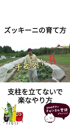 ズッキーニの育て方 #農業 #再生栽培 #家庭菜園 #現代農業 #ガーデニング #automobile #造種生基 #capcut #www #有機模式
