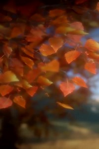 Falling Leaves Fall Wallpaper Iphone