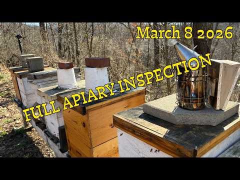 Full Apiary Inspection | Early Spring Beekeeping Prep | Ouch! Stung on the Forehead!