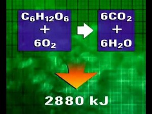 Breathing & Respiratory System