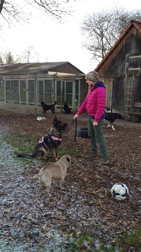 Lilly/Lillith von der Gewürzwiese 🐕 Die Schäferhündin kam sogut wie "roh" zu uns. Andere Hunde hätte sie am liebsten erstmal angepöbelt und attackiert. Totale Unruhe in sich, vermutlich aus Unsicherheit. Beim Komando "Sitz" machte sie meistens Platz, Gassi gehen fast unmöglich denn die Leine war auf Dauerzug! Unsere Alina trainiert fast täglich mit ihr kürzere und längere Sequenzen, dazu gehören Kommandos Sitz, Platz und Schau. Artgenossen kennenlernen (vorerst mit Maulkorb) und das allerwichti