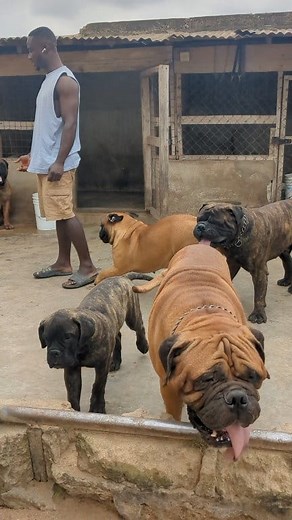 Inside the Bull Mastiff arena at Richy's Kennel #ghdogtv #ghdogblogger #dog #dogs #bullmastiff #bullmastifflove #mastiff | Solo Wan Ampomah
