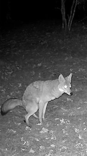 Coyotes - Why do they always Poop in front of this Camera?