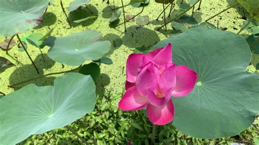 Lotus Flower, Lotus, Garden. Free Stock Video