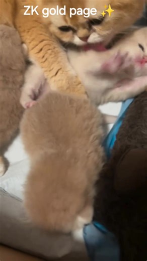 494K views · 40K reactions | Mother cat cute Baby Kitten beautiful video ❤️... #mother #cat #love #funny #baby #kitten #videos #fyp | ZKgold | Facebook