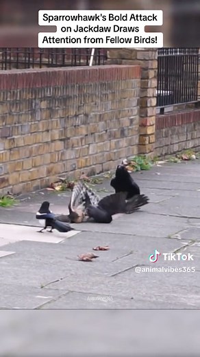 Sparrowhawk Attacks Jackdaw, Then Faces a Mob of Birds! 🦅🐦 #BirdsOfPrey #PredatorPrey #NatureDrama #FYP