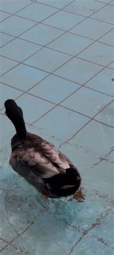 Duck Show 😍 #swimming #birds #ducks