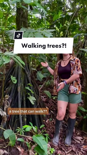 Zack & Charlotte on TikTok