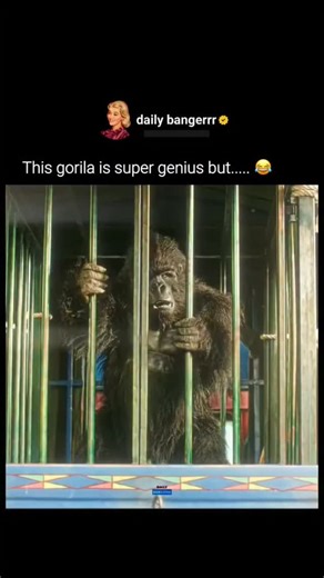 《..彡★ᶜᴼᴹᴿᴬᴰᴱ..》 on Instagram: "🎬 Hello Charlie (2021) Hello Charlie is a Bollywood comedy film directed by Pankaj Saraswat, starring Aadar Jain, Jackie Shroff, Elnaaz Norouzi, and Shlokka Pandit. The story follows Charlie, a simple and goofy young man tasked with transporting a gorilla named Toto from Mumbai to Diu. However, the twist is that Toto isn’t a real gorilla but a wanted fraudster (played by Jackie Shroff) disguised in a gorilla suit, leading to a series of hilarious adventures and ch