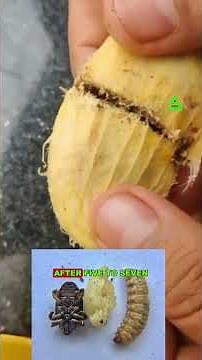 How does Insect Come from Mango Fruit?