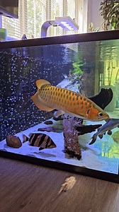 The new datnoid has settled in really well to the monster fish mega tank. I think Violet has made a new friend. - Monster fish MEGA tank- ⚫️ Water change - 40% Once per week ⚫️ Feeding - 1x per day (Prawns, squid, basa & mussels) ⚫️ Volume - 1620 litres with inbuilt sump filter (8ft x 3ft x 2.5ft) ⚫️ Filter media - 35kg (alfagrog, ceramic, biohome, 2x sponges, and filter fleece ) ⚫️ Aeration: 1.9m Aqua Air Bar (from Aqua Aeration Systems Ltd) with 30lpm ACO-9810 air pump. Full video over on YouT