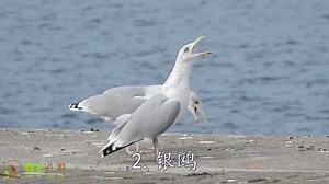 1.3K views · 94 reactions | Ten laughing birds. Nature never stops amazing us. Laughing Kookaburra, European Herring Gull, Laughing Gull, Kelp Gull, Laughing Falcon, Slaty Bristlefront, European Green Woodpecker, Euasian Wryneck, Stork-billed Kingfisher, & Northern Raven. credit: 森系八哥 douyin.com ❤❤❤ #China #nature #birds #wildlife #travel #peace #beauty #beautiful #love | Lin hillside | Facebook
