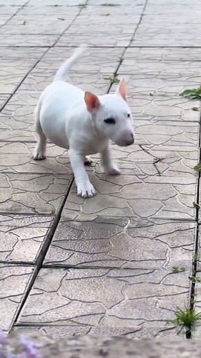 sweet baby👀😍 | Bull Terrier Club