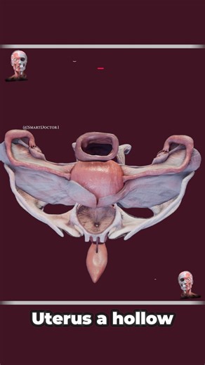 L'utérus, les ovaires et les trompes de Fallope : leurs principales fonctions ♀️♻️ . L'anatomie du bassin féminin est complexe et comprend plusieurs structures et ouvertures clés. En voici un aperçu : Structures clés Os du bassin : Ilion : la plus grande partie du bassin. Ischion : la partie inférieure et postérieure du bassin. Public : la partie antérieure du bassin. Sacrum : os triangulaire situé à la base de la colonne vertébrale, formant l'arrière du bassin. Coccyx : le coccyx, situé à la ba
