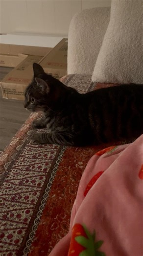 lol all day and night they be testing my patience today 😩🤗🩵🤣🤣#cat