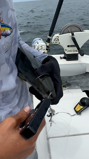 Improving our Live Bait Game with @bridlebuddy knockout Gun!! This summer we are going to do a lot of Live Bait fishing for Cuberas, Amberjacks and Marlin! Available on @melton_tackle or directly with bridle-buddy.com @david_fishing.or wearing Snow Camo Gear by @billfishgear @billfishgroup #Bridlebuddy #Greenjack #Cocinero #fishing #billfishgear #BarradeNavidad | Team Tex-Mex