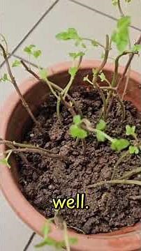 Regrow Herbs at Home 🌿🌱 | Easy Herb Growing Hacks for Beginners | Farming 4 Food