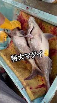 R8.3.27 Kumano Fish Market Fishing Scene #fish #few #fun #market #fresh #wholesaler #happyfish #h...