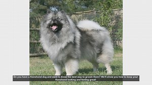 Essential Grooming Tips for Your Keeshond: Keep Your Dog Looking and Feeling Great!