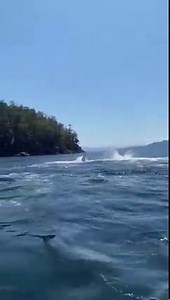Wow wow wow! This video submitted to Sunshine Coast Whale and Dolphin Sightings , is FULL of orca breaches and tail slaps. Unforgettable experience! 🎥 Taken by Brittany Anderson, in Pender Harbor, British Columbia Canada. | Orca Rescues Foundation