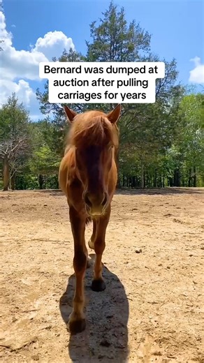 Former NYC carriage horse Bernard has a whole new life at The Gentle Barn sanctuary 🥹 | The Gentle Barn