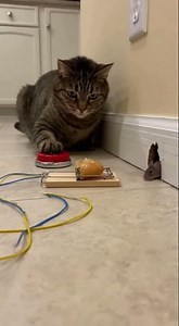 Shocking! Super electric blast — the cat tries to evolve the mouse into Pikamouse! ⚡🐱🐭 #cat #mouse