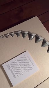 4.3K views · 167 reactions | The Most Complete Set of Megalodon Shark Teeth ever found on Earth so far (that we know of). From Dr. Gordon Hubbell’s incredible private shark tooth collection. If you want to see a full video of this collection, there is a YouTube link below in the comments | SHRKco | Facebook
