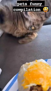 120K views · 3.7K reactions | pets funny compilation  #Disclaimer #pets #dog #cat #funnypets #petlovers #funnyanimals #disclaimernocopyrightinfringementintendedmusicbelongstotherightfulowner #hilights #everyone #follower #funnycompilation #catdog | Elizabeth Estoque | Facebook