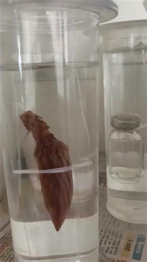 #shorts#shortfeeds | musium specimen