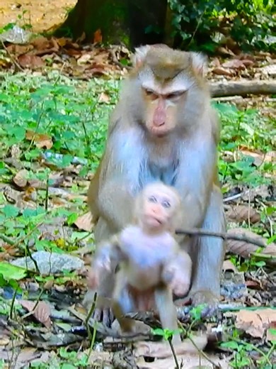 Very funny Lynx hardly annoying Mom Luna | Monkey TV7