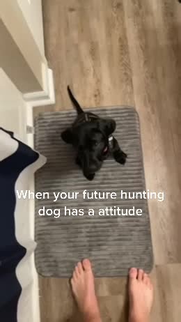#hunting #huntingdog #dog #puppy