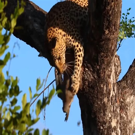 532K views · 2.4K reactions | Leopard takes a live warthog to a tree then hyenas came #reels #review #viral #trending #hot❤️❤️ #netflix #Toyota #movienetflix #Cr7 #usa #fb #fbpro #fbreelsvideo #video #iloveyou #photooftheday #N43 ❤️❤️ #viralvideo #BingChilling | Quinta da Carina | Facebook