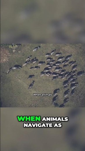 The Secret Lives of Animal Societies