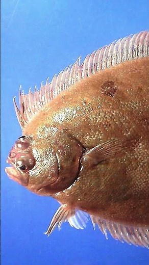 🐟Flounder Fish: The Art of Disguise in the Ocean 🤩