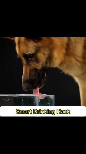 Smart Physics Behind How Dogs Drink Water #Dogs #Science" | Quick IQ